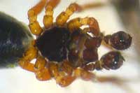 Styloctetor stativus