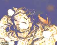 Synema globosum