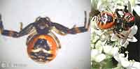 Synema globosum