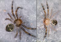 Synema globosum