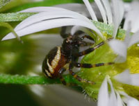 Synema globosum