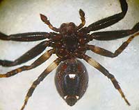 Synema globosum