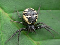 Synema globosum