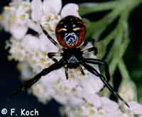 Synema globosum