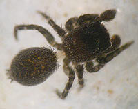 Talavera inopinata