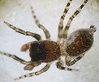 Talavera inopinata