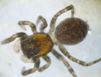 Talavera petrensis
