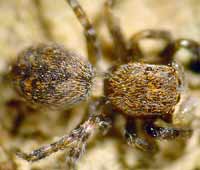 Talavera petrensis