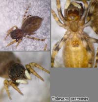 Talavera petrensis