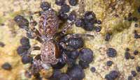 Talavera petrensis