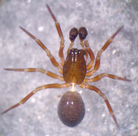 Tapinocyba insecta