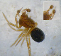 Tapinocyba praecox