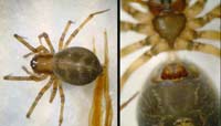 Tapinopa longidens