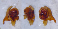 Tapinopa longidens