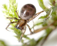 Tapinopa longidens