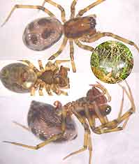 Tapinopa longidens