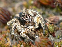 Aelurillus v-insignitus