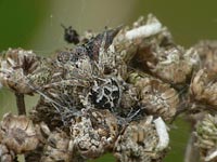 anklicken zum vergrössern (click to enlarge)