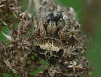 anklicken zum vergrössern (click to enlarge)