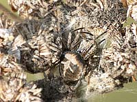 anklicken zum vergrössern (click to enlarge)