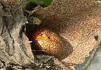 anklicken zum vergrössern (click to enlarge)