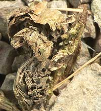 anklicken zum vergrössern (click to enlarge)