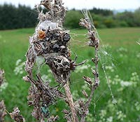 anklicken zum vergrössern (click to enlarge)