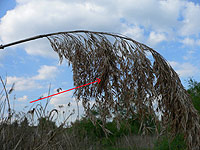 anklicken zum vergrössern (click to enlarge)
