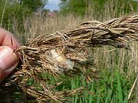 anklicken zum vergrössern (click to enlarge)