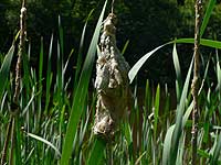 anklicken zum vergrössern (click to enlarge)