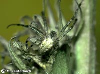 anklicken zum vergrössern (click to enlarge)