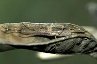 anklicken zum vergrössern (click to enlarge)