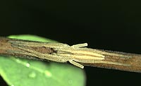 anklicken zum vergrössern (click to enlarge)