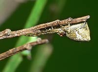 Tmarus piger