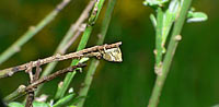 Tmarus piger