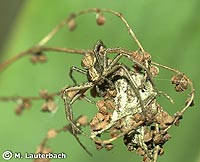 anklicken zum vergrössern (click to enlarge)