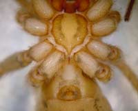 Tegenaria agrestis
