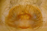 Tegenaria agrestis