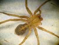 Tegenaria agrestis