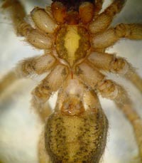 Tegenaria agrestis