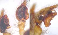 Tegenaria agrestis