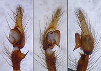 Tegenaria atrica