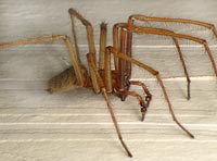 Tegenaria atrica