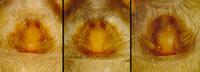 Tegenaria atrica