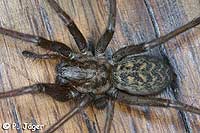 Tegenaria atrica
