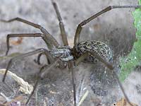 Tegenaria atrica