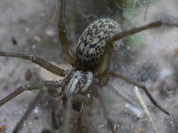 Tegenaria atrica