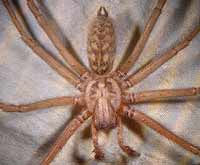 Tegenaria atrica