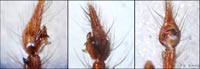 Tegenaria domestica