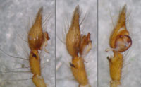 Tegenaria domestica